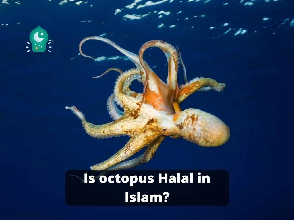 Comprehensive Islam - Is octopus Halal in Islam