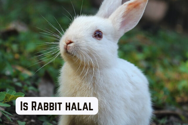 Is Rabbit halal (A controversial meat Among Muslims)