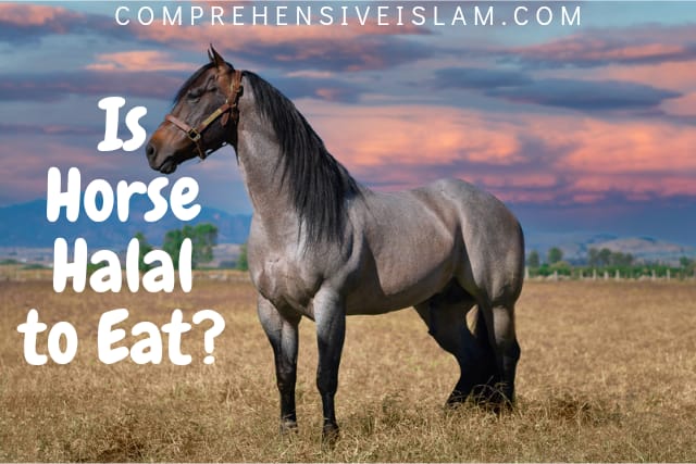 Is Horse Halal to Eat