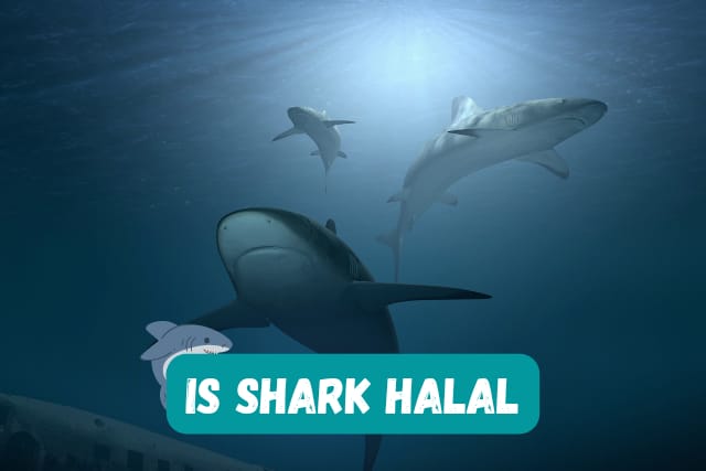 Is Shark Halal – A Nutritional Meat 